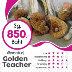Golden Teacher (3G.)