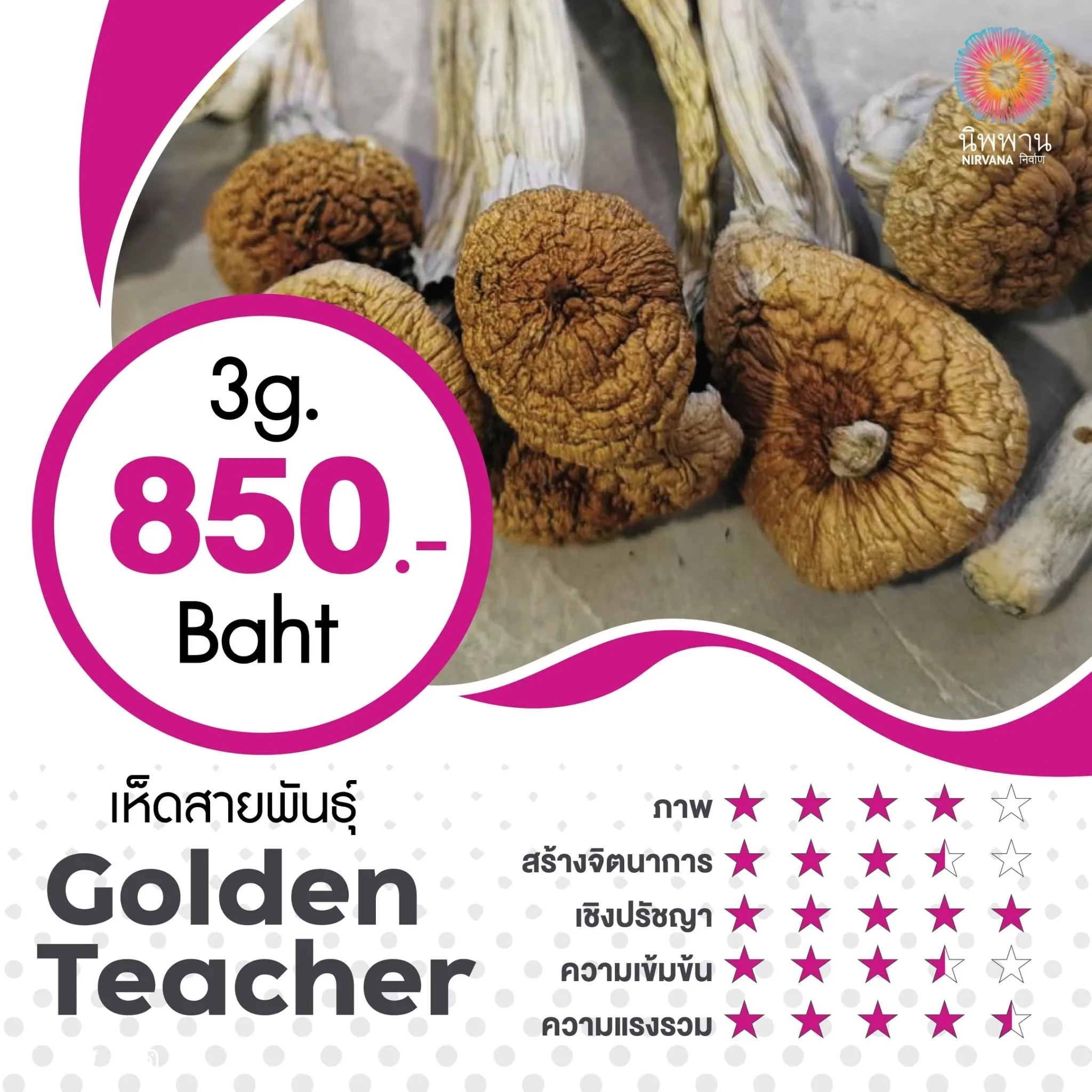 Golden Teacher (3G.)
