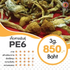 PE6 (3G.)