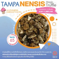 Tampanensis (5G.)