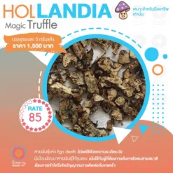 Hollandia (5G.)