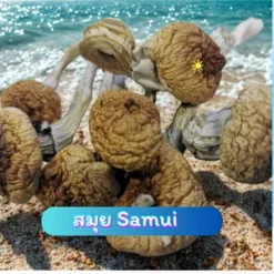 Samui (3G.)