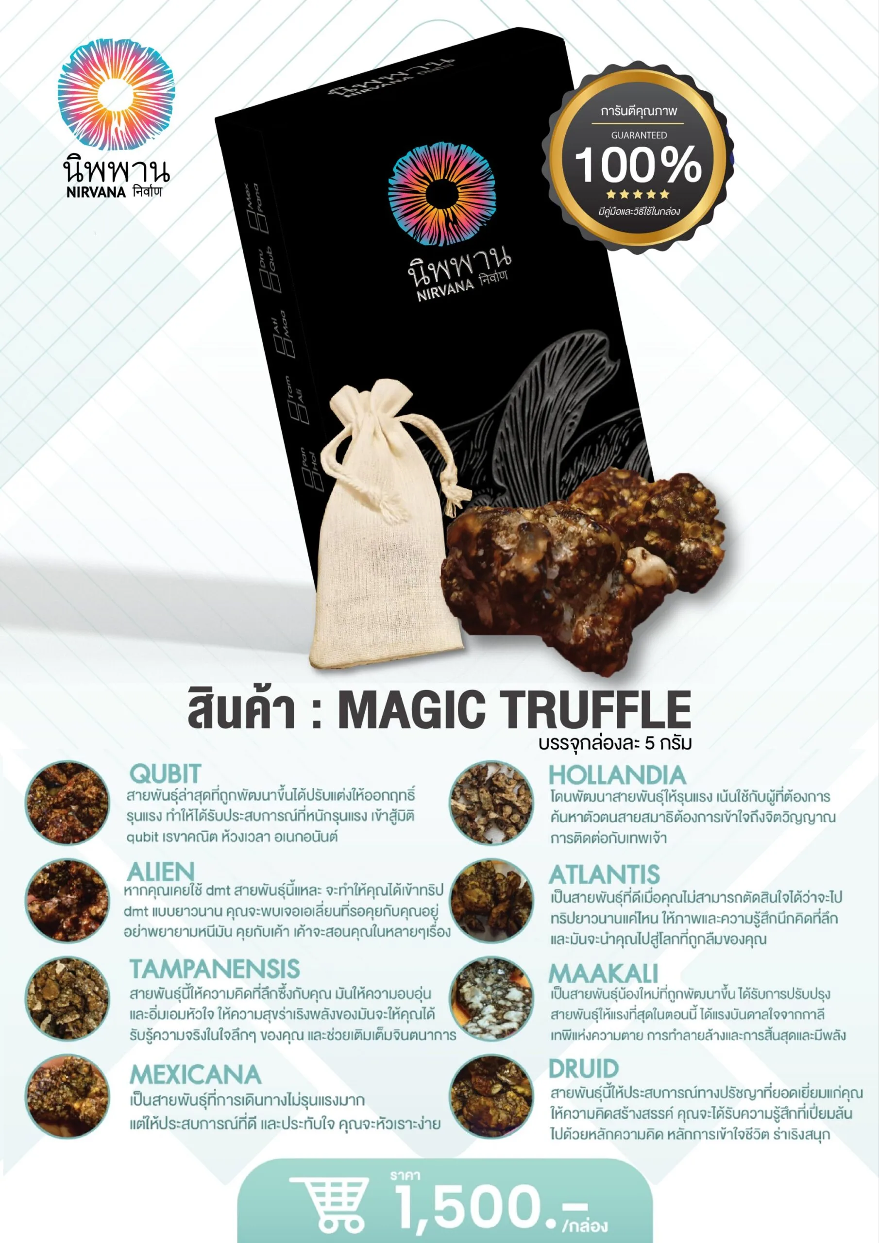 Tampanensis (5G.) - Image 3