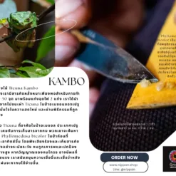kambo คัมโบ