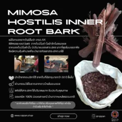 Mimosa root bark เปลือกรากมิโมซ่า