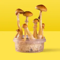 Mushroom