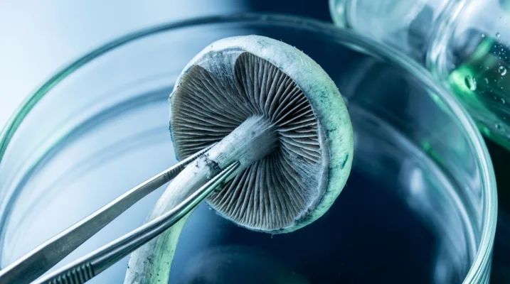 ภาพประกอบเกี่ยวกับ psilocybin